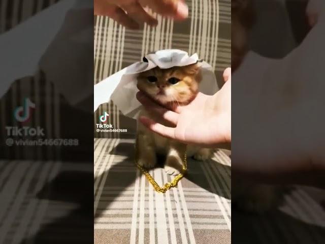 Котёнок Шейх #мемы#мем#милота#trending#memes#shorts#tol#cat#cute#топ#тренды