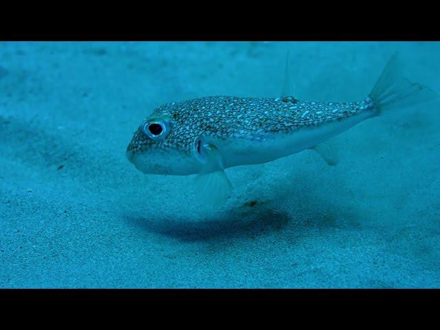 Pufferfish 'crop circles' - Life Story: Episode 5 preview - BBC