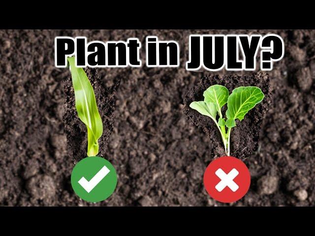 10 Crops to Direct Sow in July, Wherever You Live!