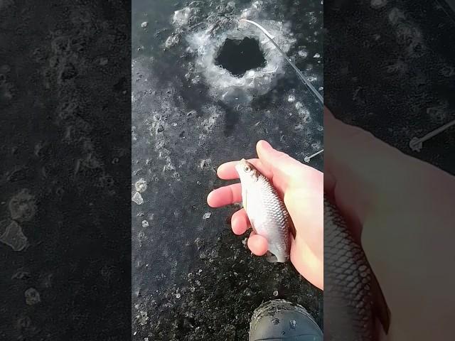 Первый лёд 2025 зимняя рыбалка , winter fishing on the river