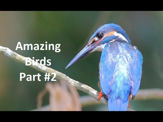 Amazing Birds | Part 2 | #birds #nature #wildlife