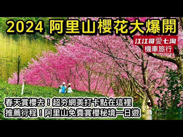 【江江哥愛七淘】機車旅行｜阿里山櫻花季賞櫻秘境｜奮起湖｜中興製茶廠｜賞櫻阿里山一日遊｜頂湖自然生態區Taiwan travel台灣櫻花季景點 #環島 #機車環島 #嘉義景點 #賞櫻景點