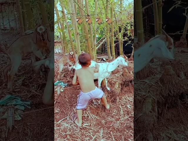 Fanny GoatSounds#trending#shortsfeed#funny#viral#ytshorts#cartoon#shortvideo#fannyvideo#shorts