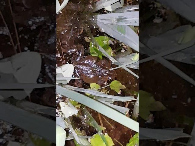 두꺼비인지 개구리인지 울음 소리