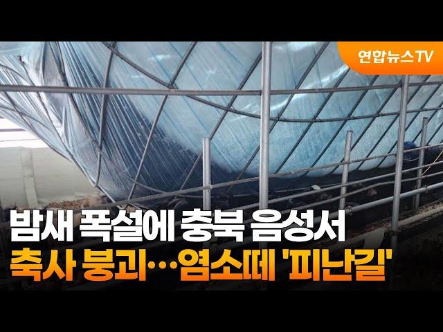 밤새 폭설에 충북 음성서 축사 붕괴…염소떼 '피난길' / 연합뉴스TV (YonhapnewsTV)