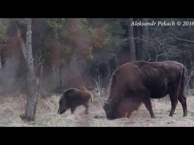 Bison&wild boar. Bialowieza forest. Belarus