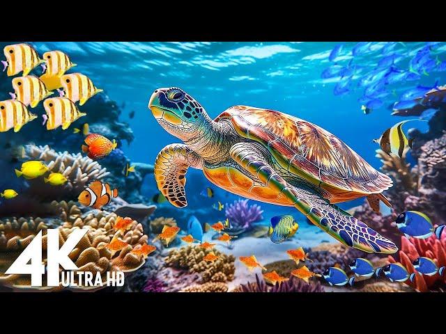 Under Red Sea 4K -Sea Animals for Relaxation, Beautiful Coral Reef Fish in Aquarium-4K Video UHD #5