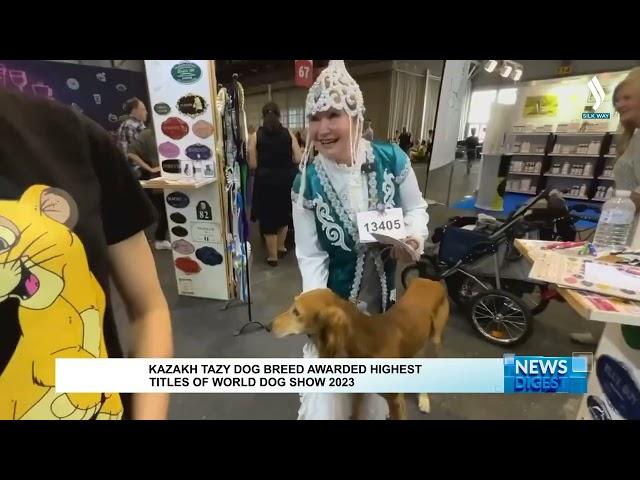 Kazakh Tazy dog breed awarded highest titles of world dog show 2023 | Silk way TV | Qazaqstan