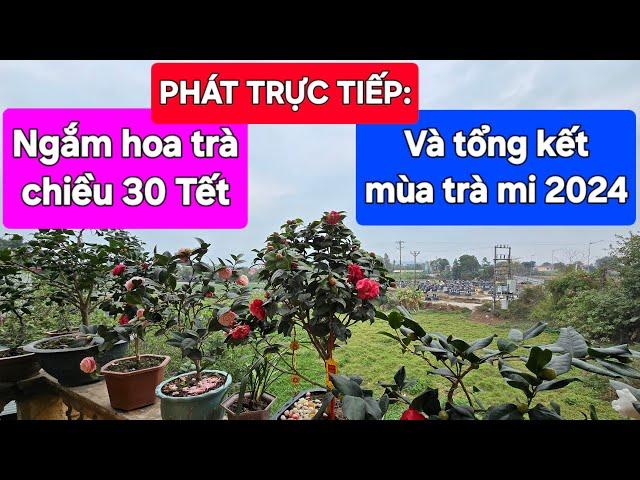 Phát trực tiếp: Ngắm hoa trà chiều 30 Tết và tổng kết mùa trài 2024