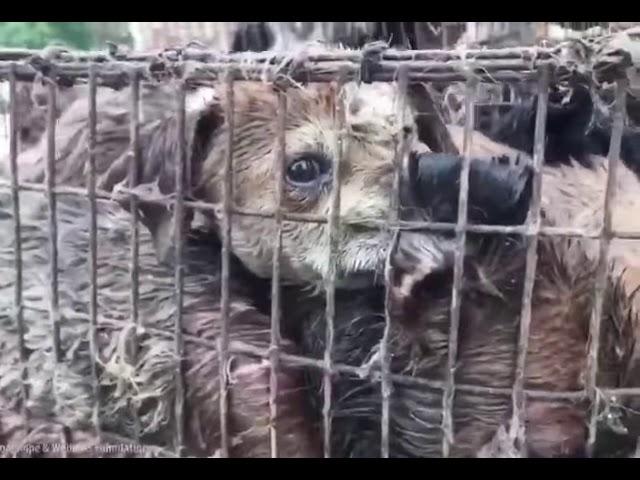 CONSUMO DE CARNE DE CACHORRO PERSISTE NA CHINA   Este triste vídeo é um flag