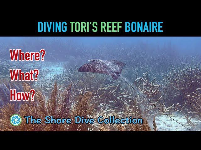 Diving Tori’s Reef Bonaire | The Shore Dive Collection | TropicLens - 4K