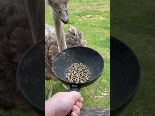 Common Ostrich - Live Animal Feeding - Ostrich Feeding