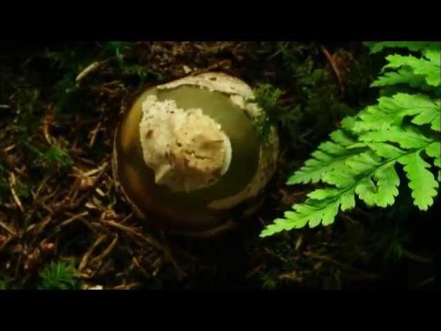 Мифы леса. Часть 2. Myths forest. Part 2