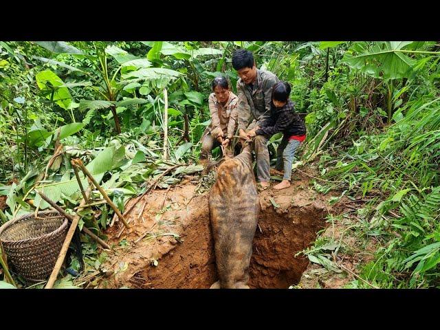 Wild boar trap skill. Giant wild boar. a lucky day for the family (born from the forest)