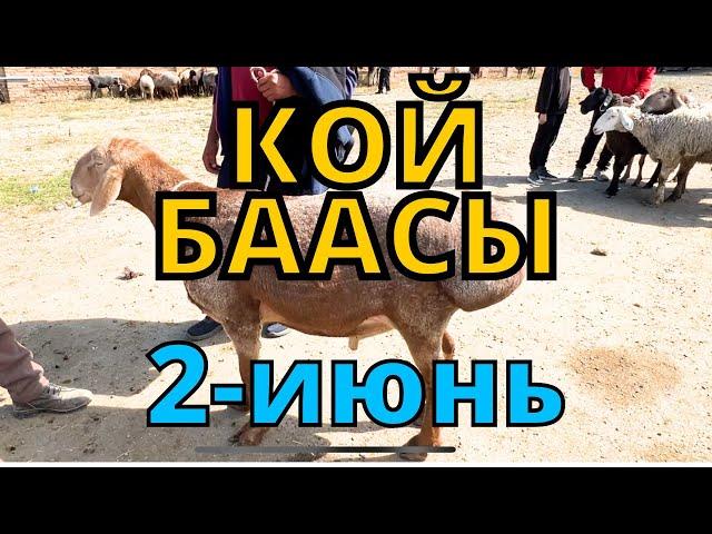 Каракол мал базар Койлор баасы 2-июнь 2024 // Жарнама 0705630330