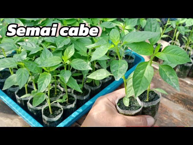 Semai cabe rawit di polybag