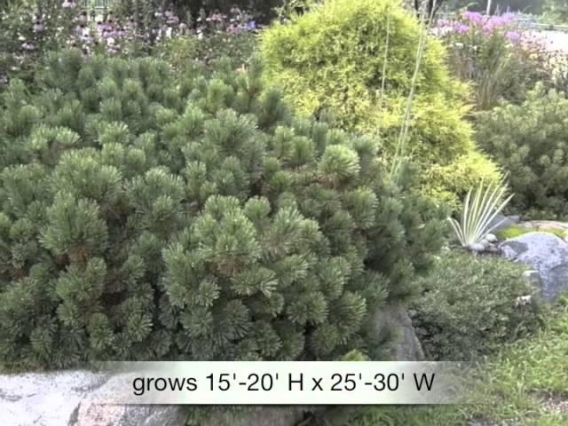 Pinus mugo Mugo pine