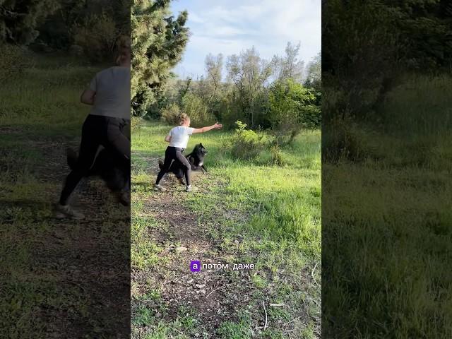 Первая тренировка по поиску людей #собакадругчеловека #дрессировкасобак #собака #бельгийскаяовчарка
