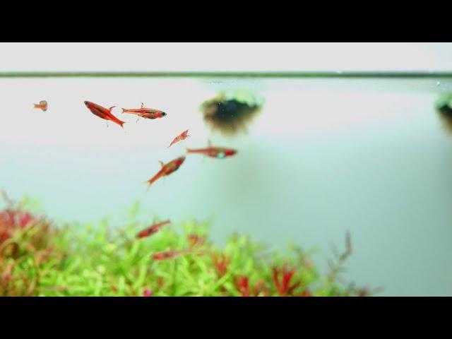 Planted Aquarium Chili Rasbora - Relaxing Video