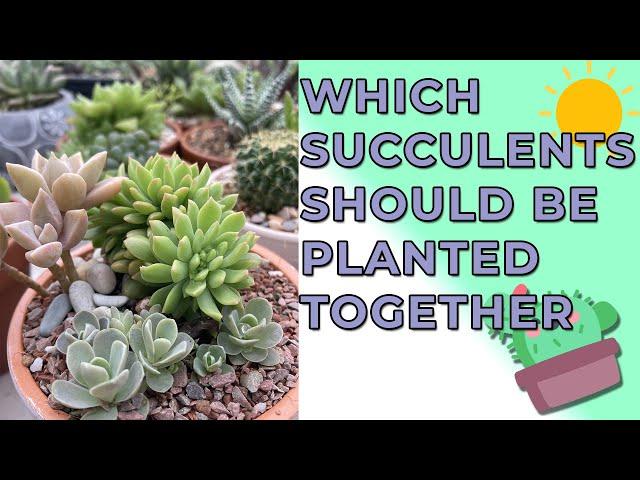 Which Succulent Plants Should Be Planted Together/ Companion Planting For Succulents