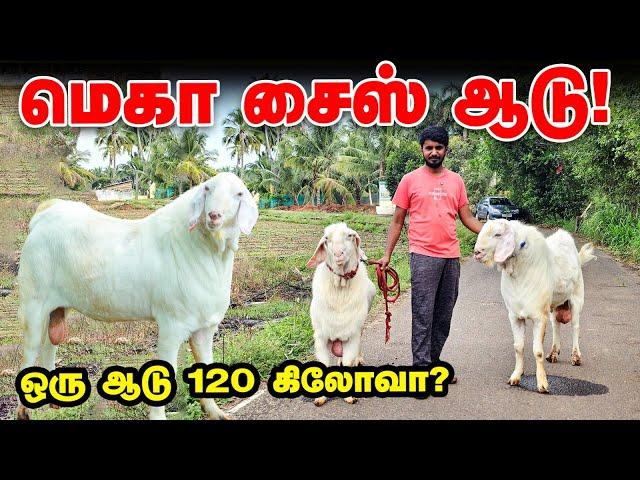 120 கிலோ பிரமிக்க வைக்கும் தலைச்சேரி கிடா |  Mega Size Goat | Vinayaga Goat Farm