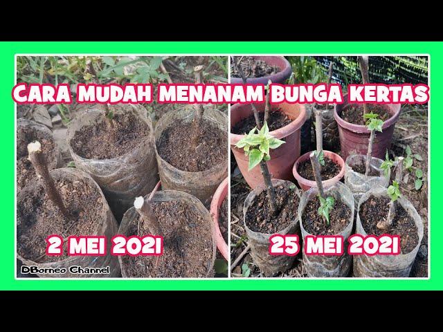 CARA MUDAH MENANAM BUNGA KERTAS BOUGENVILLE | BATANG BUNGA BOUGENVILLE