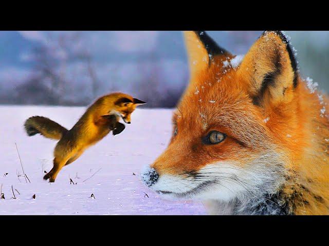 All about FOXes and MOUSE in winter | Film Studio Aves