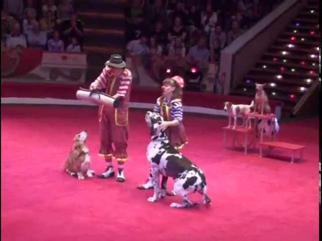 Yakuboskie.ru DogShow Clowns with dogs Moscow Circus Клоуны с собачками