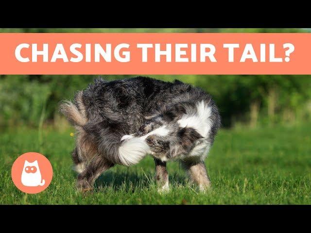 Why is My Dog Chasing and Biting Their Tail?