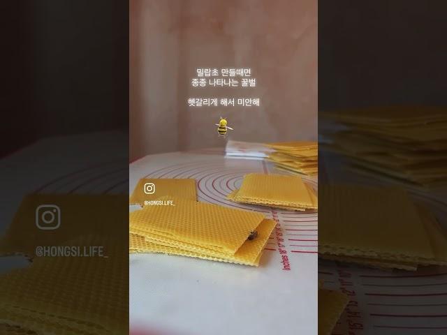 #밀랍 밀랍시트만들기(#beeswaxcandles) #홍시생활 #시골가게