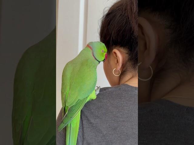  loving Lexi  #parrot #cuteanimals #indianringneck #cutebirds #talkingparrot #petparrot