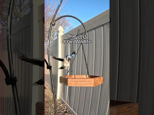 Blue Jays at the feeder tray