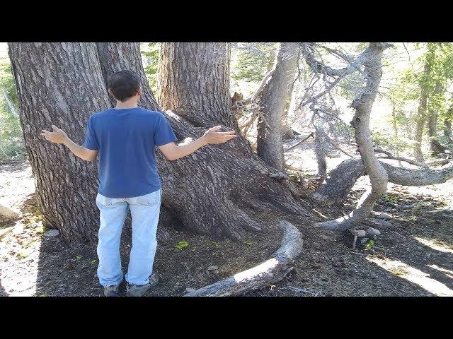 How to Connect to a Powerful Tree Spirit