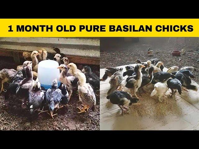 1 month old pure basilan chicks