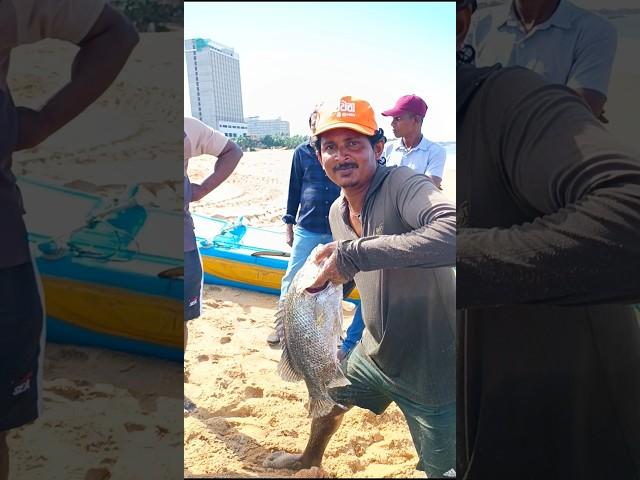 Unbelievable fishing & fish catching skill in negombo , woow !! #shorts