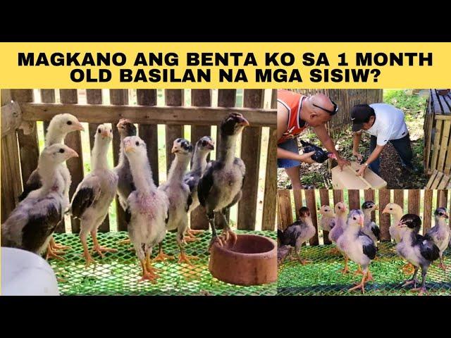 Magkano ang benta ko sa 1 month old basilan na mga sisiw?