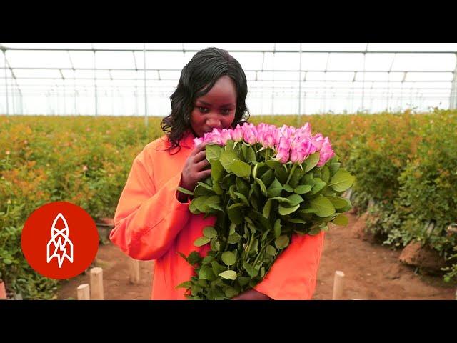 Enter Kenya’s Rose Oasis