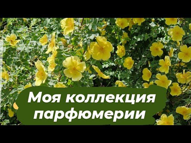 Моя коллекция парфюмерии ️