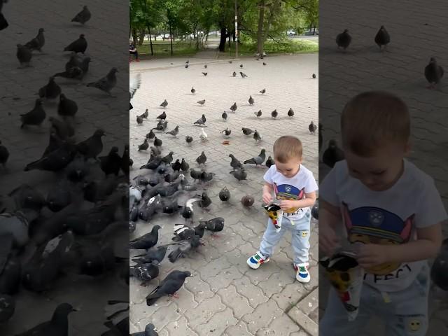 ЧУТЬ НЕ ЗАГРЫЗЛИ ! С Большой радостью и с небольшим страхом покормил голубей!) #голуби #добро