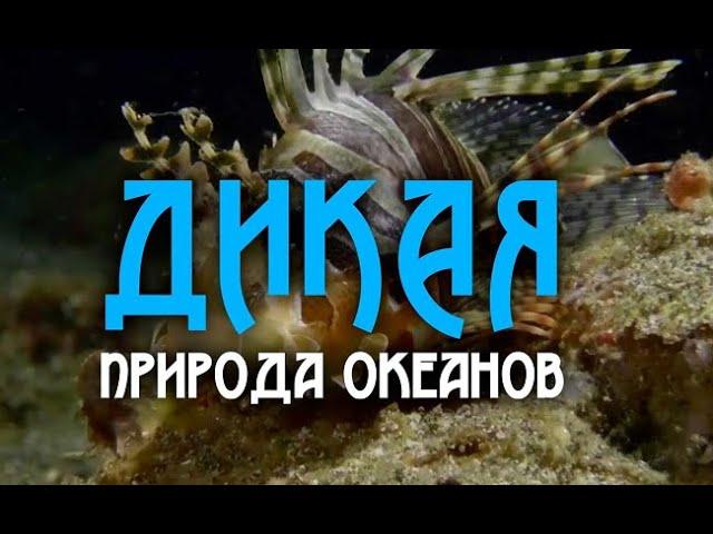 Дикая природа океанов 2 часть   Wildlife of the oceans 2 part