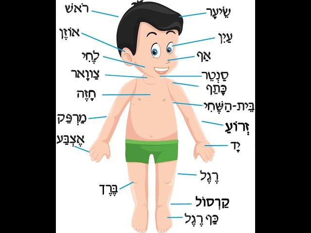 دورة اللغة العبرية للمبتدئين - اعضاء جسم الانسان - الألوان بالعبرية