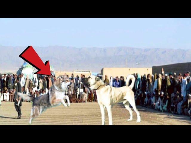 Wolf Dog Attacks a Kangal and Pays the Price!!!