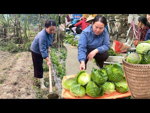 clean up the vegetable garden - harvest cabbage to sell - cook simple meals