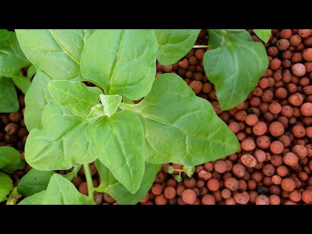 300-Gallon Aquaponic System