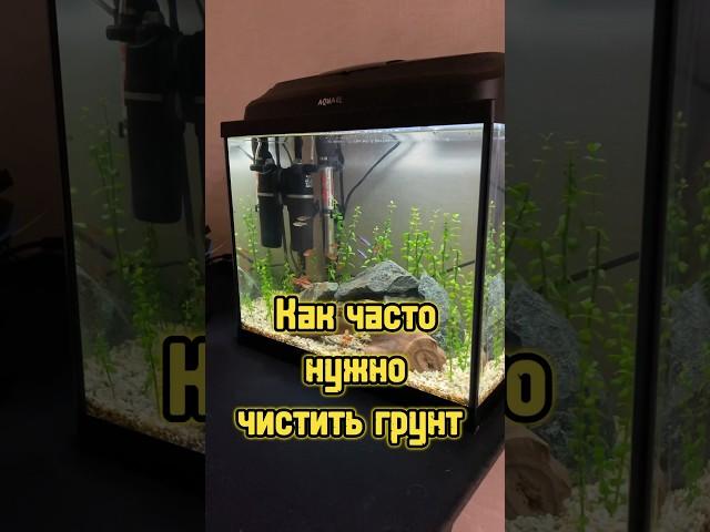Зачем и как сифонить грунт в аквариуме  #питомцы #аквариум #рыбки #aquarium #fish