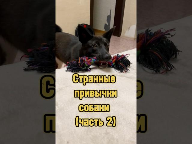 Странные привычки собаки  #питомцы #щенок #собака #puppy #dog