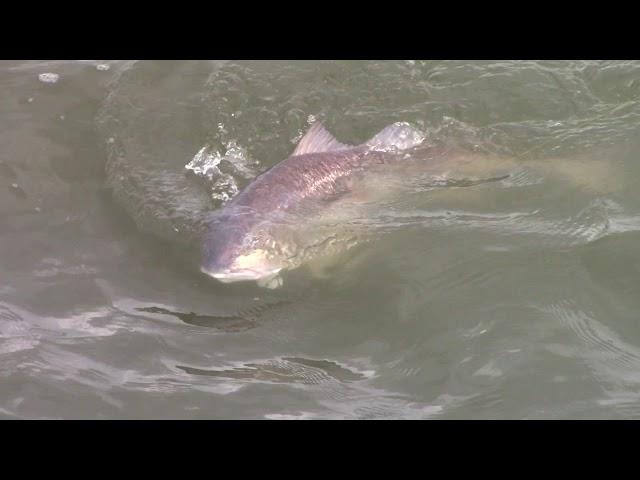 January Winter Fishing in  Dulac, Louisiana for Bull Red from a Tower Simmons Boat
