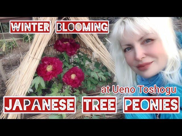 Ueno Toshogu WINTER BLOOMING JAPANESE TREE PEONIES by Adeyto