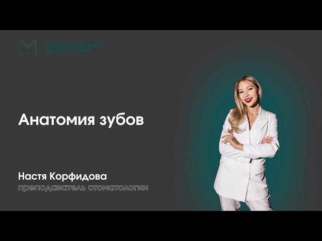 Стоматология | Анатомия зубов