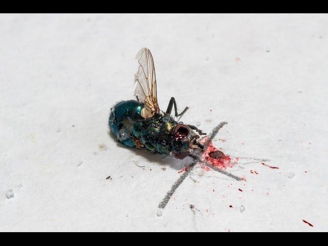 Bug-A-Salt Slow Motion 5000 fps